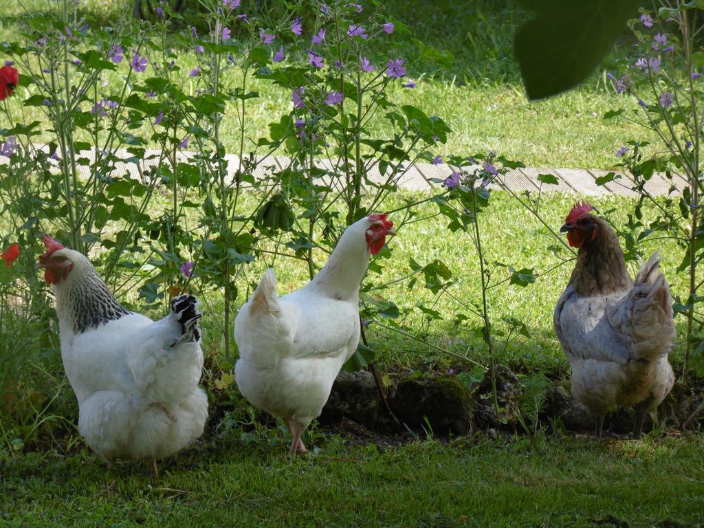 Bed and Breakfast La Cadournaise Saint-Seurin-de-Cadourne Esterno foto
